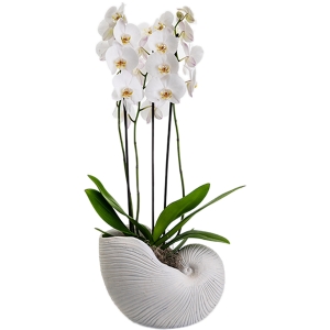 White orchid in shell